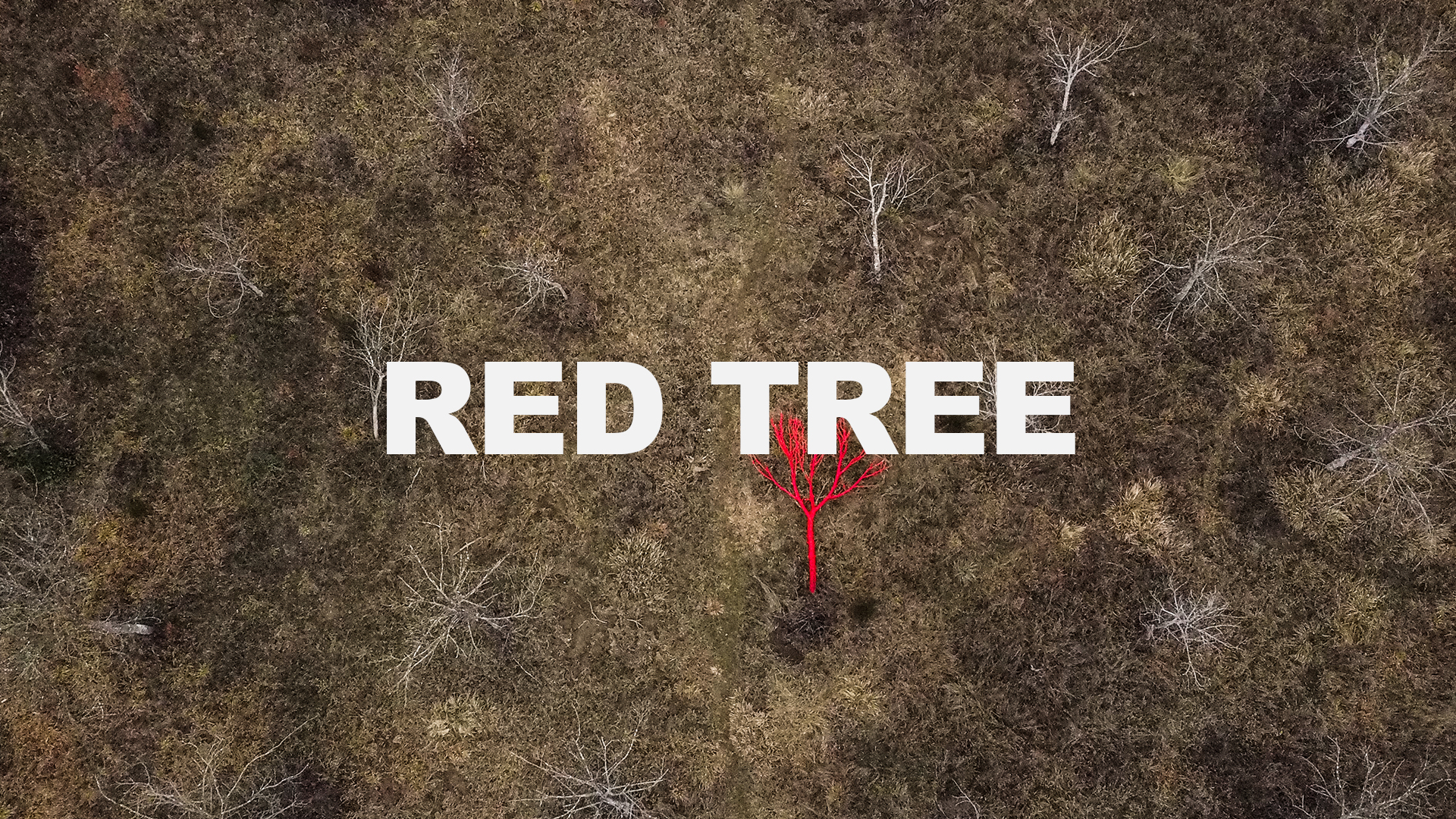 REDTREE-AARON-NACHTAILER-ART-ARTIST-COVER